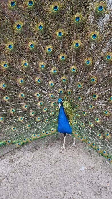 Sprzedam piękne Pawie królewskie