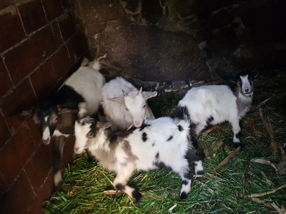 Cabritos para matar ou criação