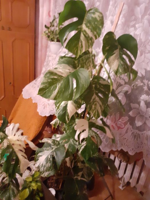 Pdwka /szczepka z BIAA Monstera Variegata Ruda lska  OLX.pl