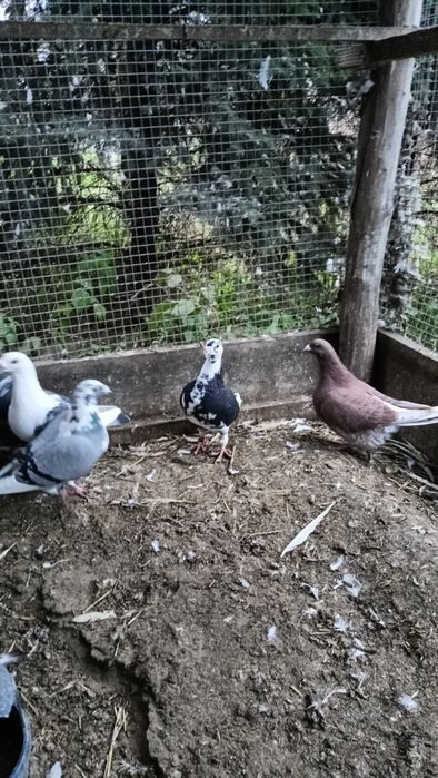 Staropolskie  młode i starsze