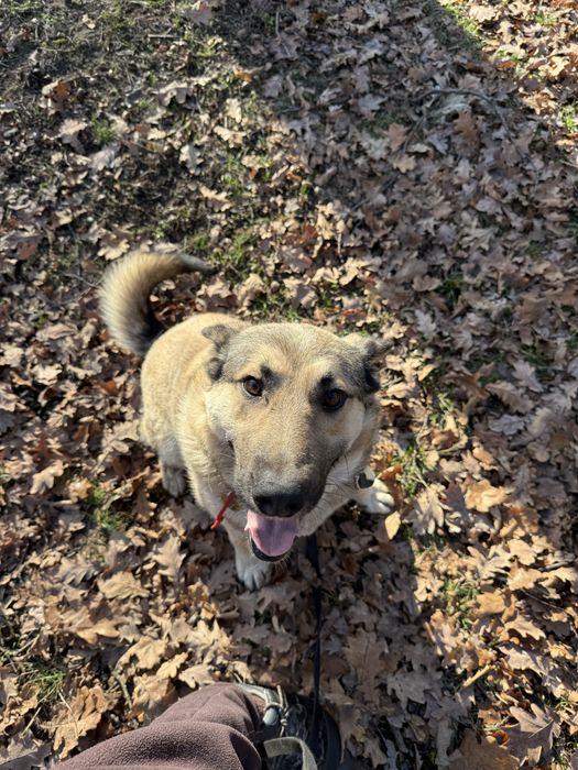Метис лайки 3 роки терміново шукає дім