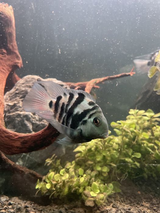 Pielegnica papuzia blue tiger mega promocja !!!