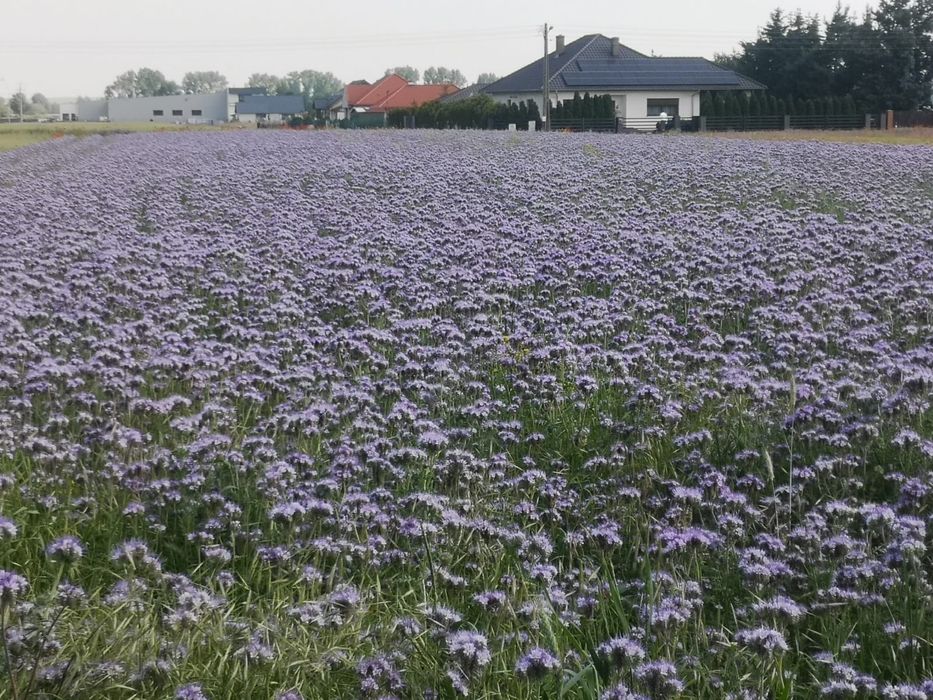 Facelia błękitna od pszczelarza - zbiór 2025