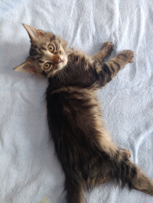 Віддам кошенятко в добрі руки