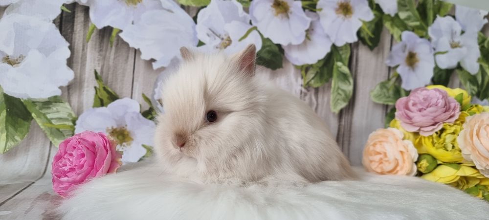 Śliczne króliczki karzełek  Teddy zapraszamy gotowe do odbioru
