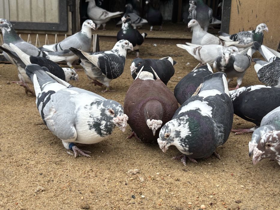 Gołębie Staropolskie