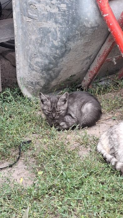 Віддам кошенят в добрі руки
