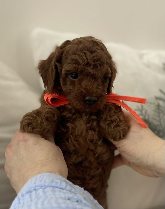 VIP Той-Пуделі — Пухнасті дівчатка та хлопчики хочуть до вас