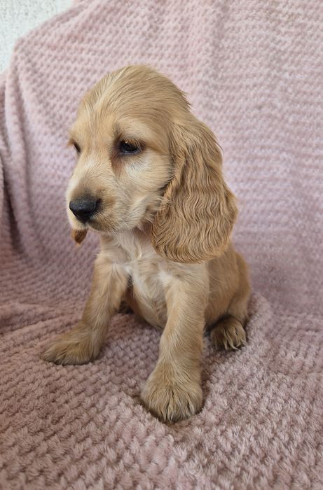 Cocker spaniel suczka 1