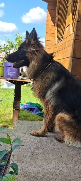 Німецька вівчарка.4 роки