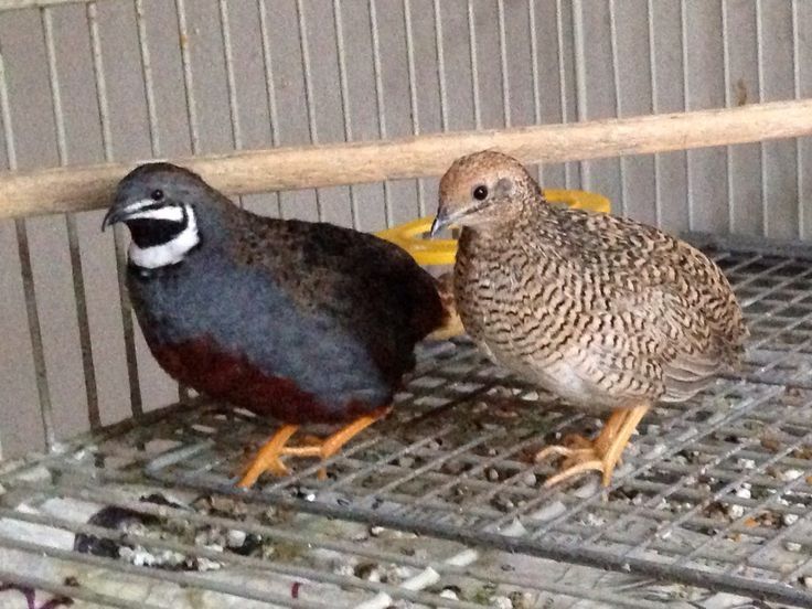 Codornizes chinesas ( Machos)