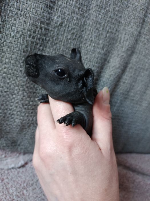 REZERWACJA Świnka morska kawia domowa skinny samica samiczka