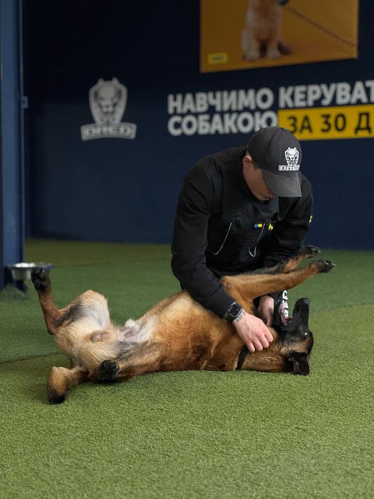 Школа по дресируванню собак Київ Святошино Академ Борщагівка кінолог