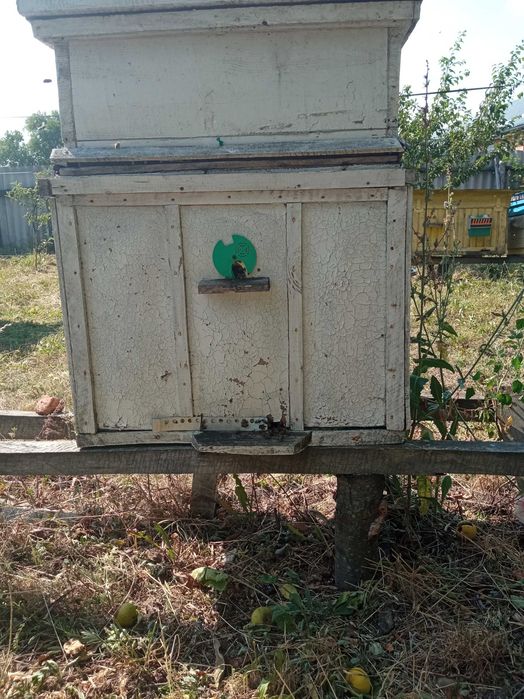 продам бджоли з вуликами