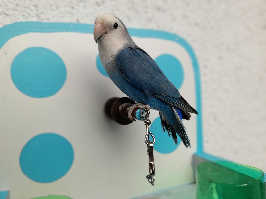 Agapones domesticados em poleiro