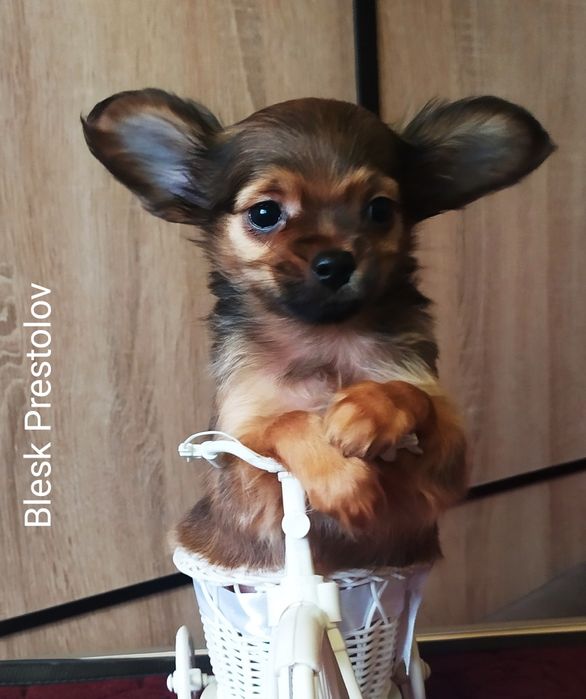 Питомник. Щенки Русского Длинношерстного Тоя.