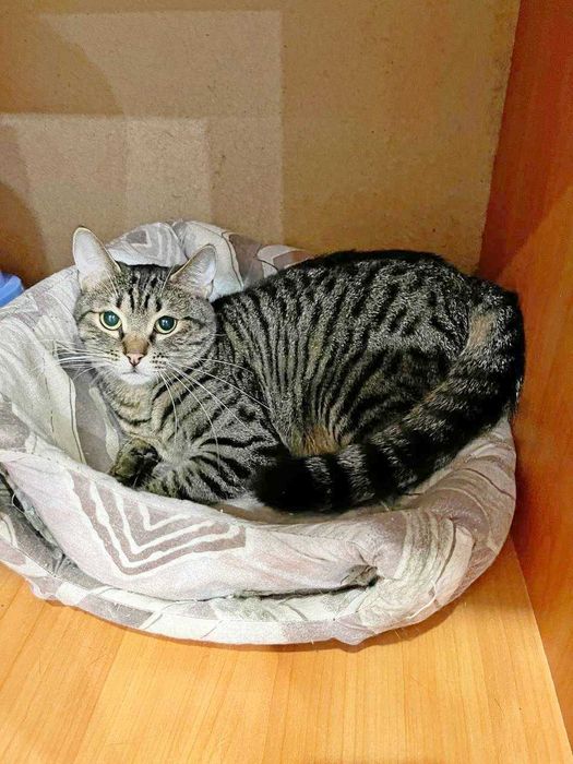 Маленькая нежная кошечка Масяня ищет свой дом