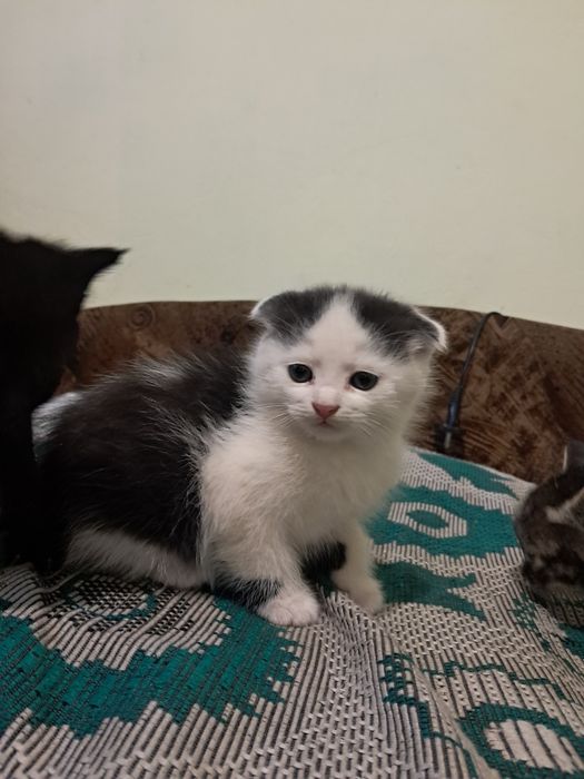 Котенята кошеня висловухі та прямовухі