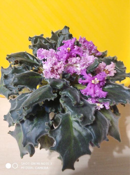 Фиалка шикарная