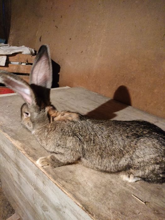 Olbrzym belgijski samica szary