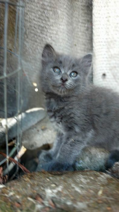 Прилаштовуються кошенята