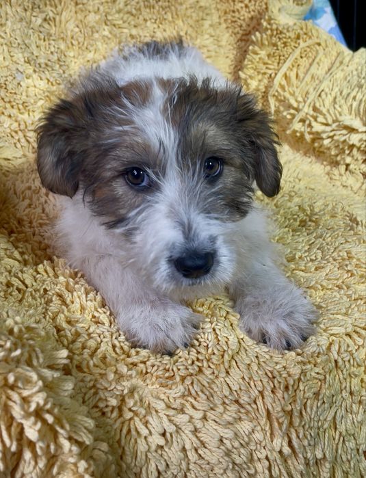 Красива дівчинка шукає родину