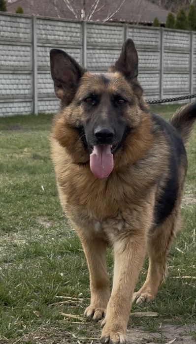 GAJA - sympatyczna, 6 letnia owczarka do adopcji