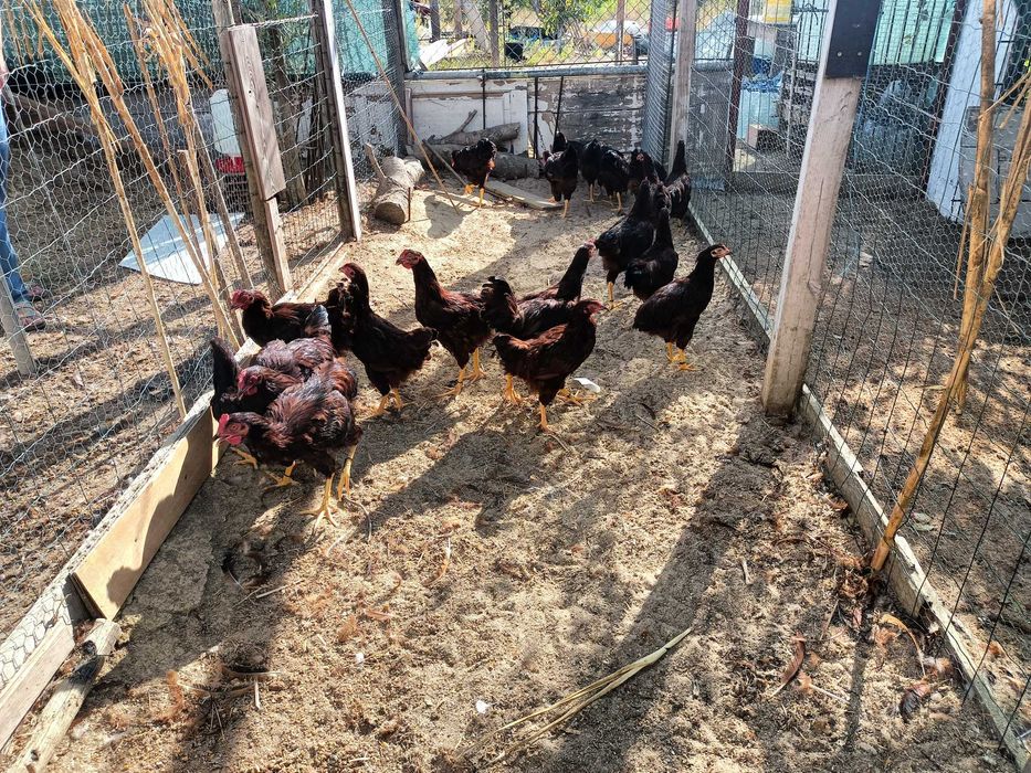 Frangos rhede islandês red