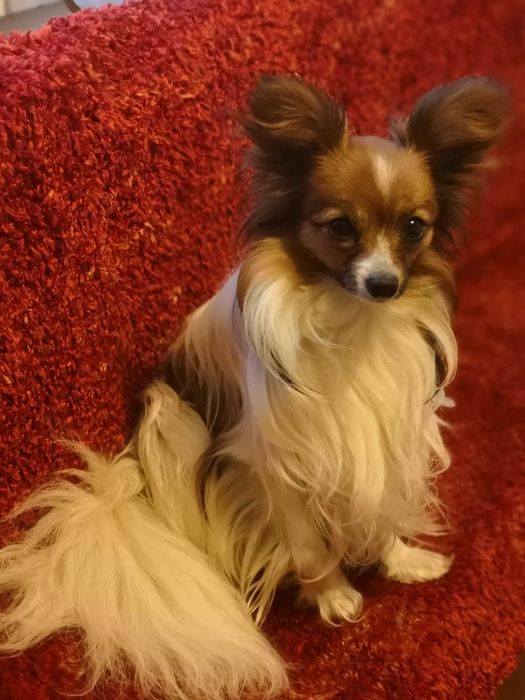 Mały książę rasy papillon.