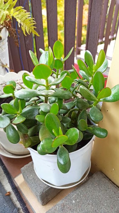 Drzewko szczęścia w doniczce grubosz jajowaty