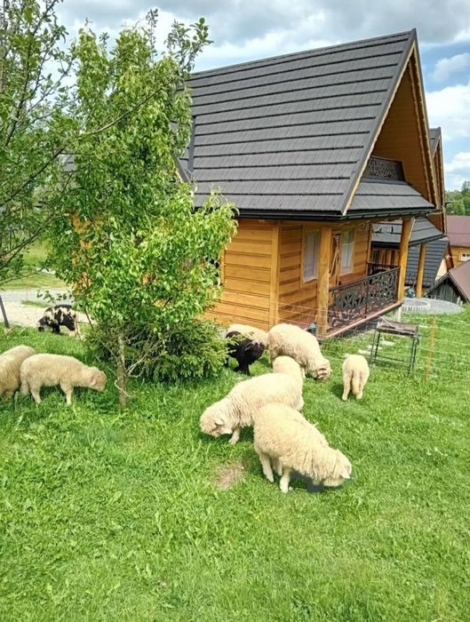 Domki w górach. Podhale Zakopane Termy chochołowskie
