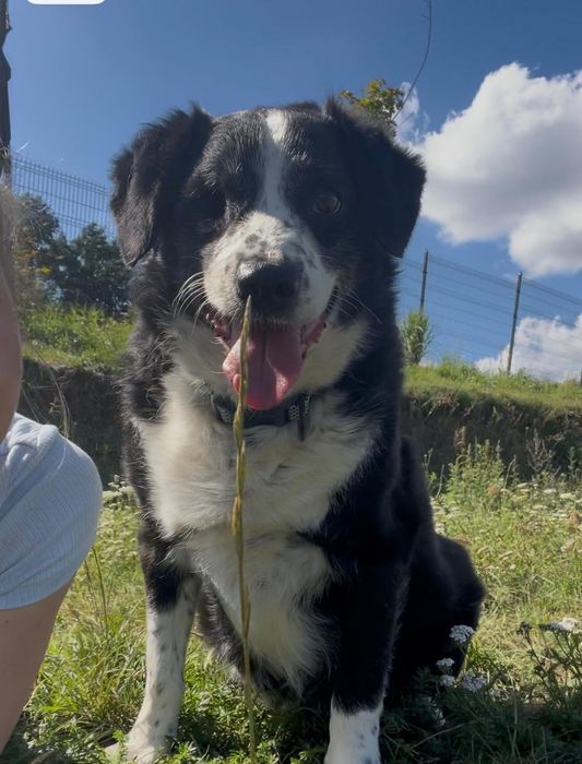Do adopcji samiec