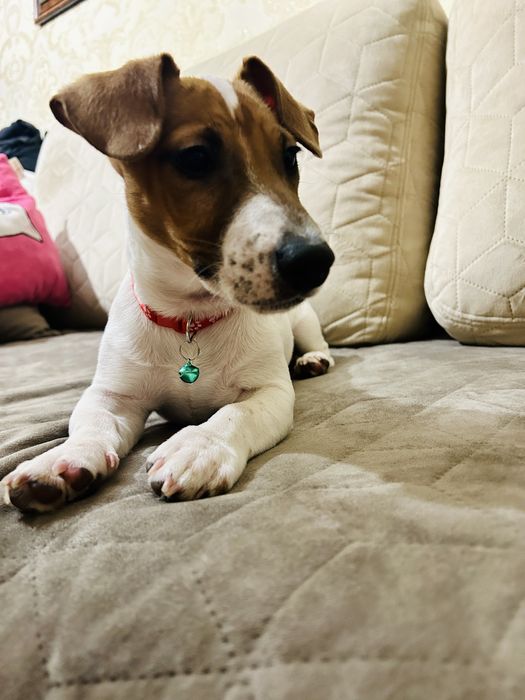 Цуценя Джек рассел красуня дівчинка!