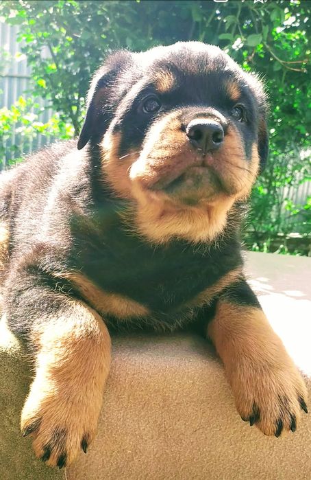 Ротвейлерята, хлопчики КСУ.