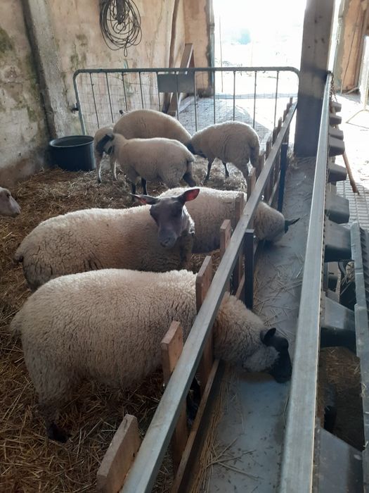 Borregos raça francesa Bleu Domaine