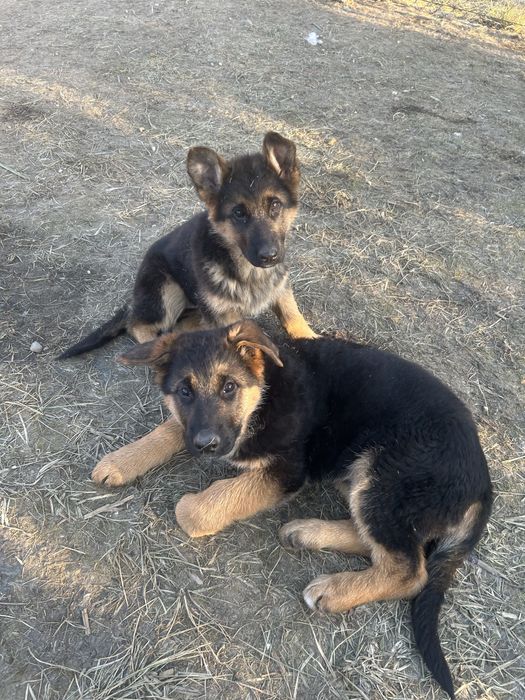 Szczeniaki Owczarek niemiecki ZkwP