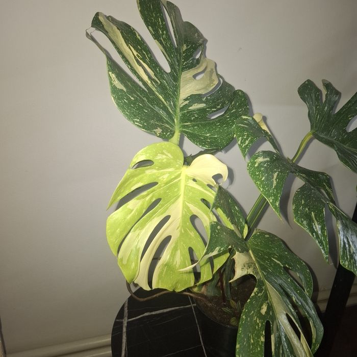 Монстера Тайське сузір'я