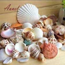 продам разные аквариумные ракушки