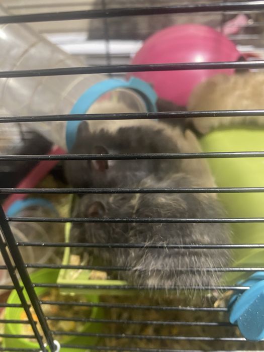 Vendo gaiola com 14 hamsters