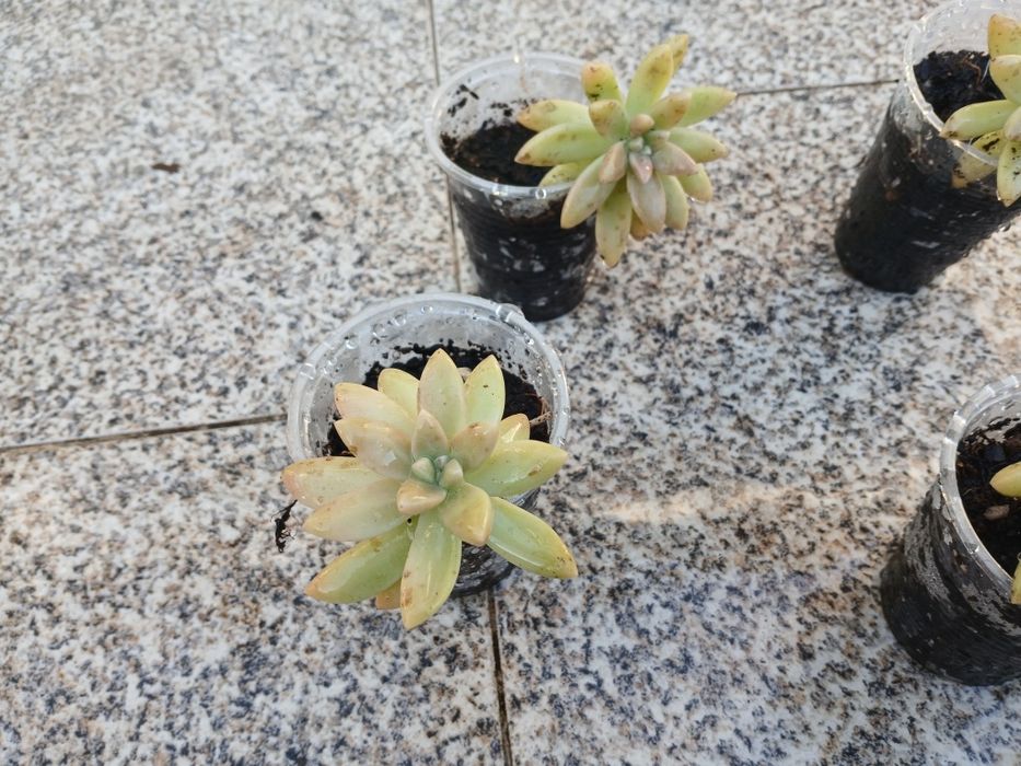 Suculentas enraizadas