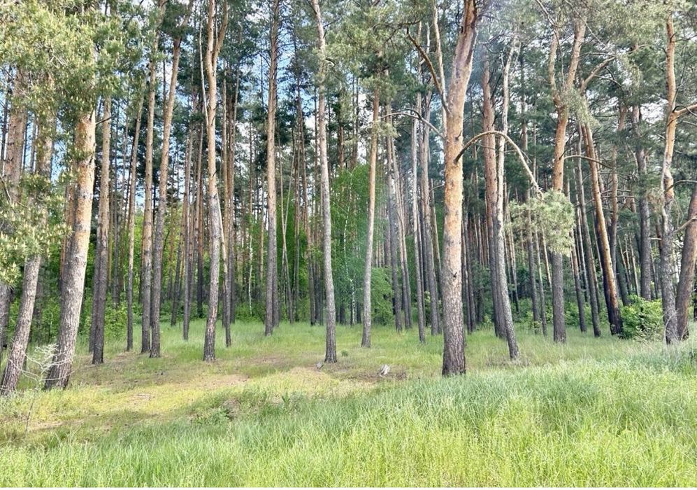 Земельна ділянка влісі близ Київа