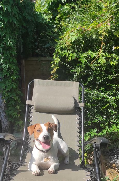 Джек Рассел, в'язка