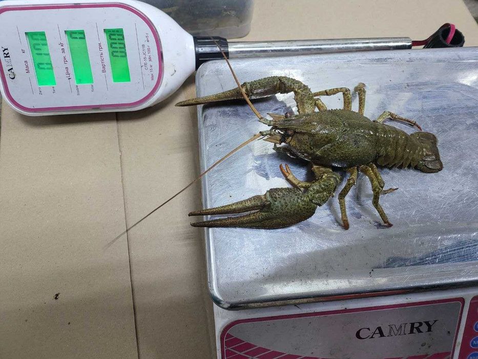 Свіжі РАКИ КОРОЛІ до столу!