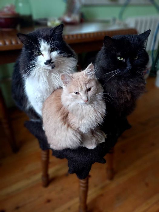 Віддам у добрі руки котиків.