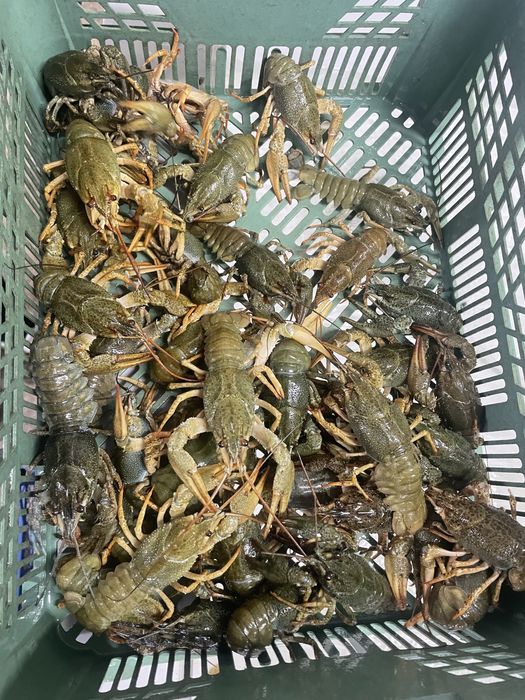 Купуємо раків на постійній основі