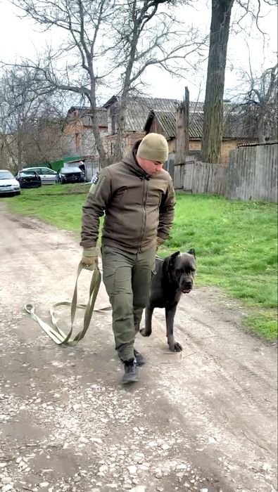 Кінолог. Дресирування собак. Кропивницький