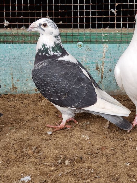 Młode gołębie staropolskie