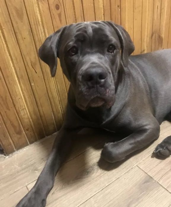 Продаємо Кане корсо