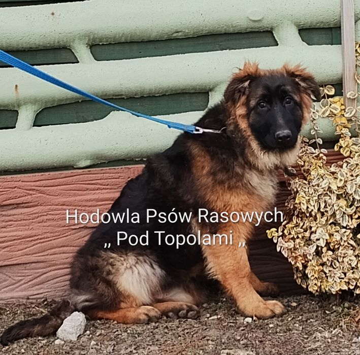 Super suczka/ Owczarek niemiecki długowłosy/szczeniak