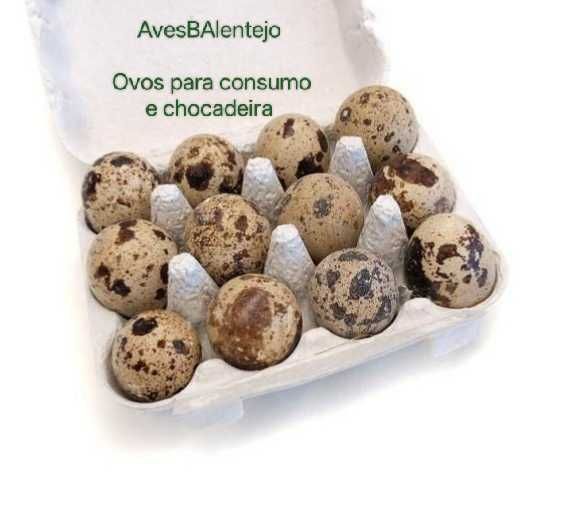 Ovos de codornizes